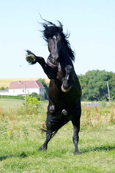 American Percheron 1 (66)